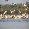 Wildlife in Delta Dunarii - Crisan | 6